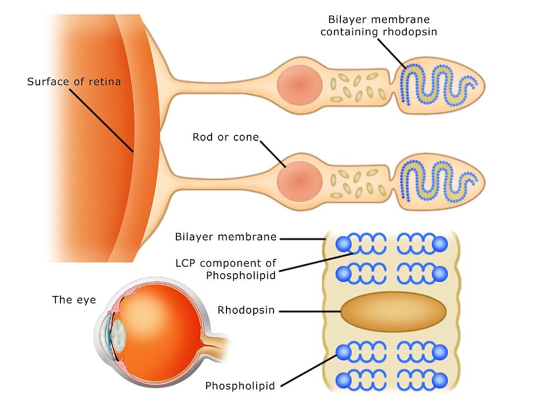 Biochemistry of the retina, illustration