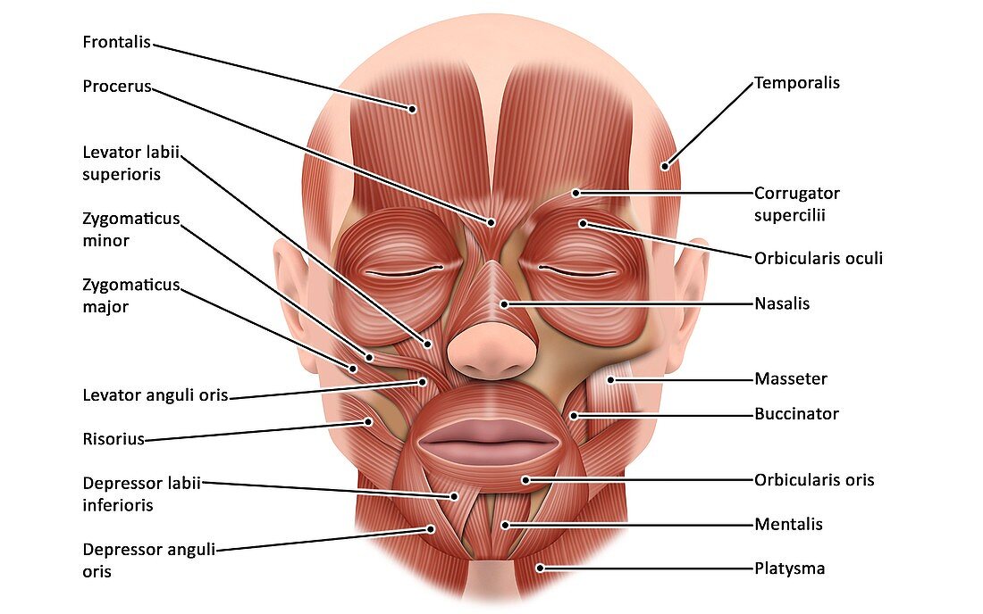 Face muscle anatomy, illustration