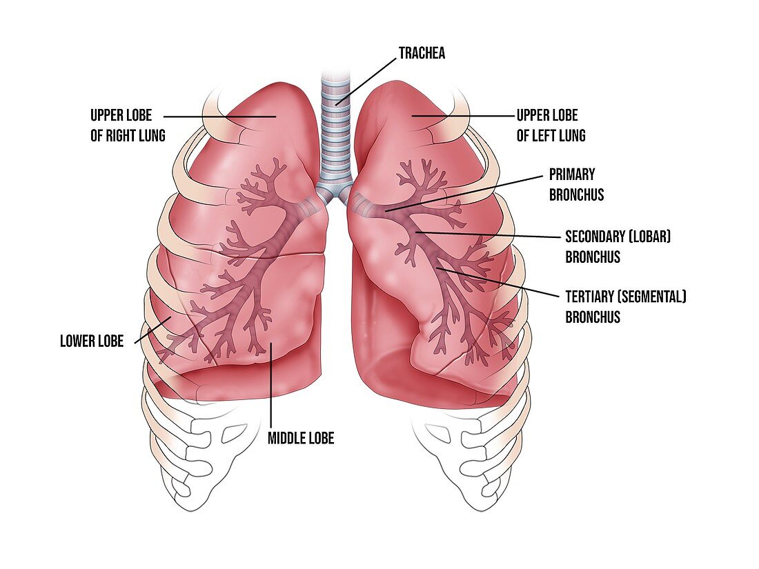 Lung bronchus and lobe anatomy, illustration
