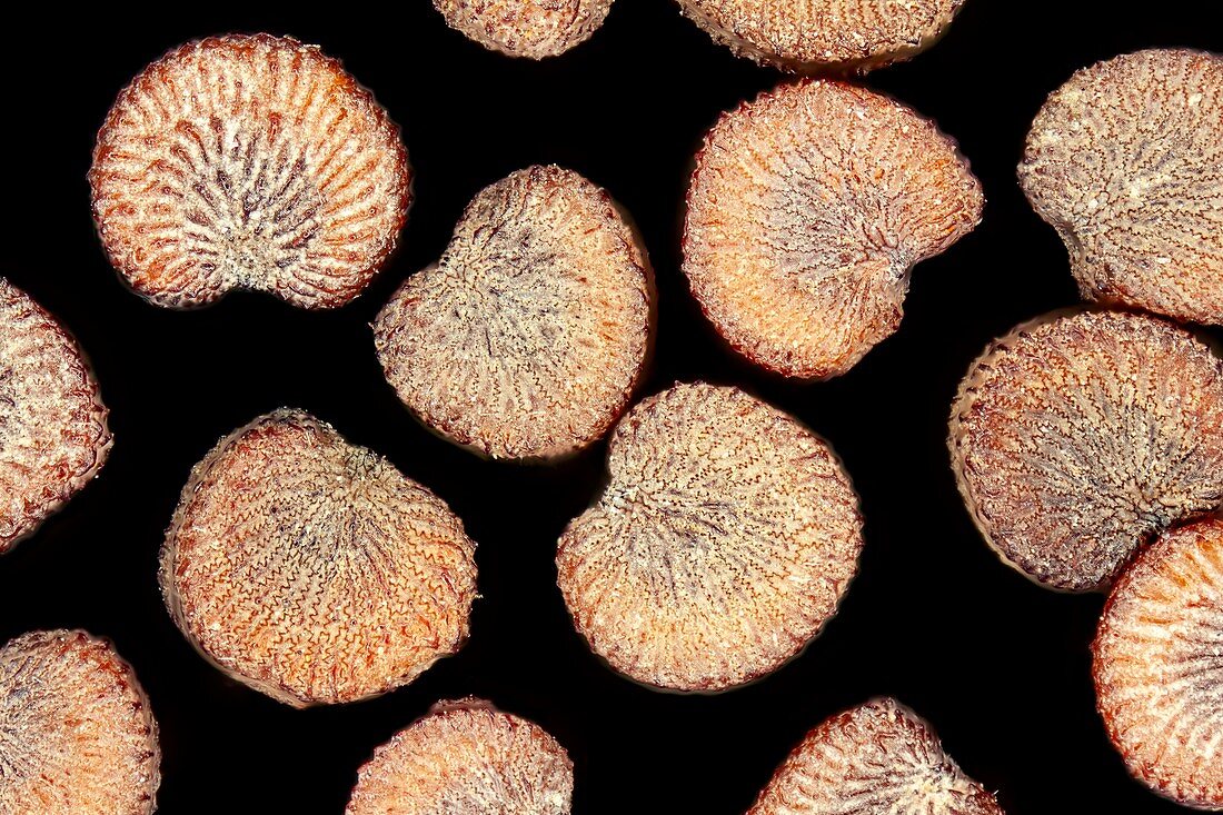 Linaria vulgaris seeds