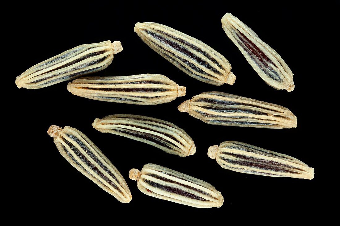 Fennel seeds, macro shot