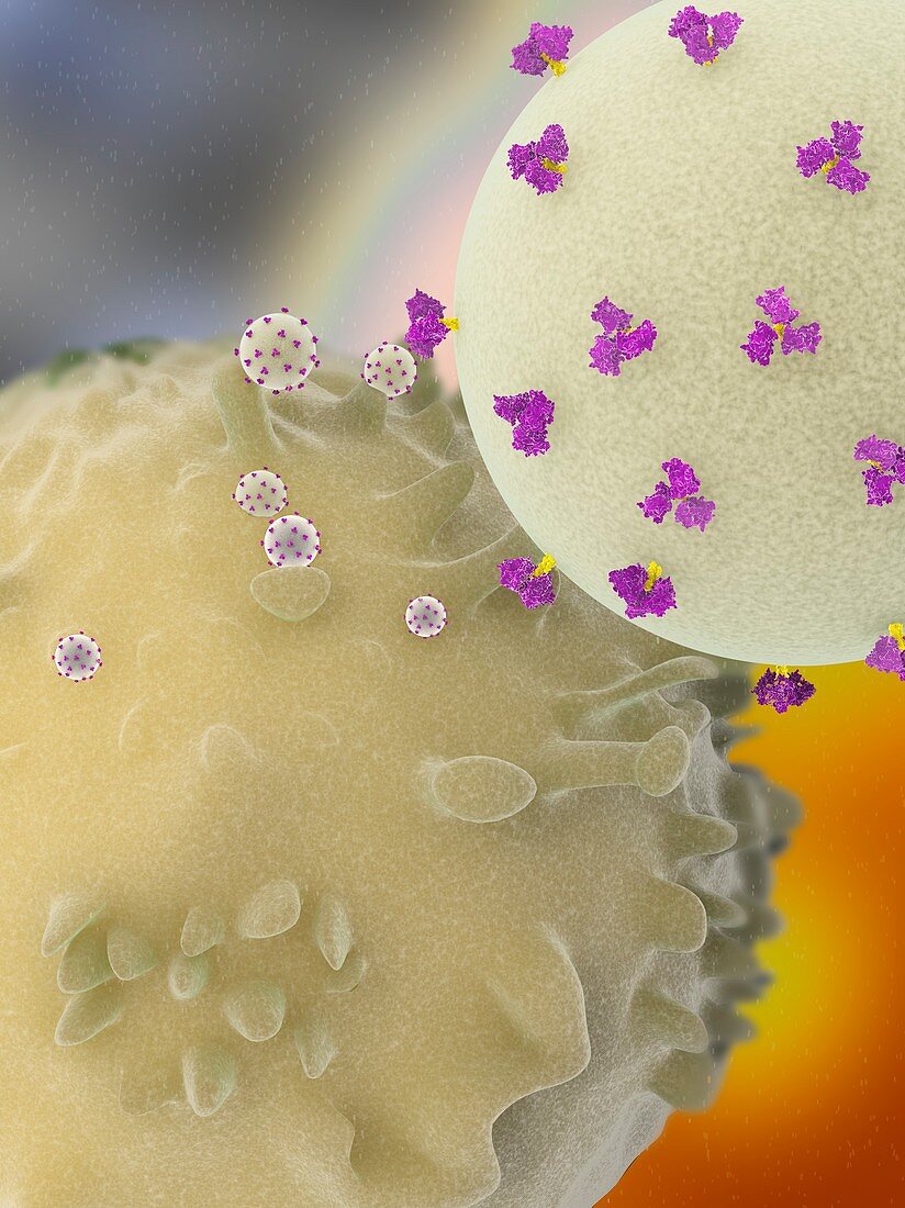 HTLV-1 virus infecting a T-lymphocyte, illustration