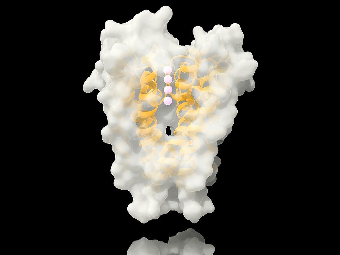 Voltage-gated potassium channel, molecular model