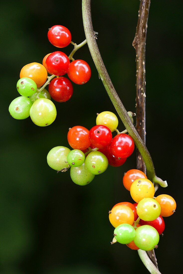 Black bryony (Tamus communis) berries