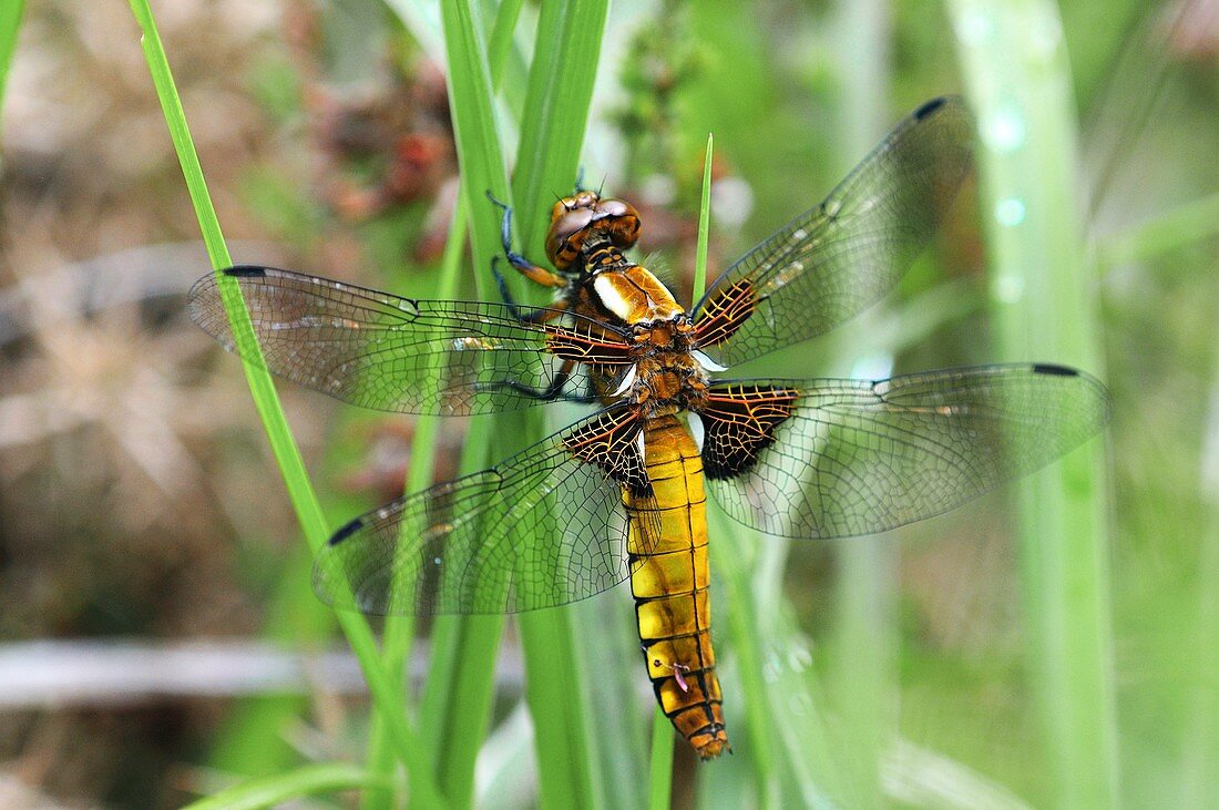 Female broad-bodied chaser