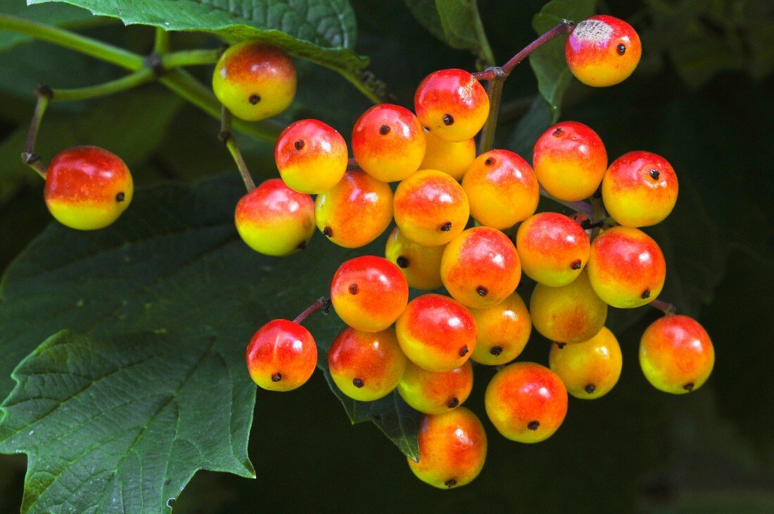 Guelder rose (Viburnum opulus) berries