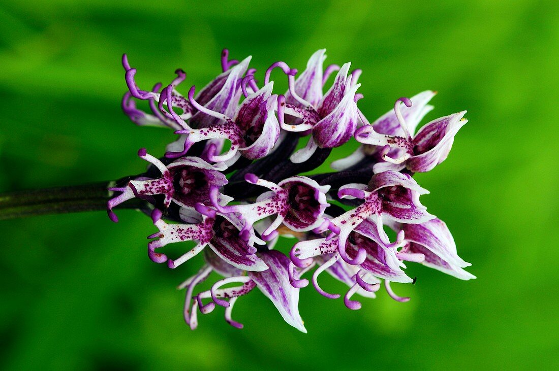 Monkey orchid (Orchis simia) flower