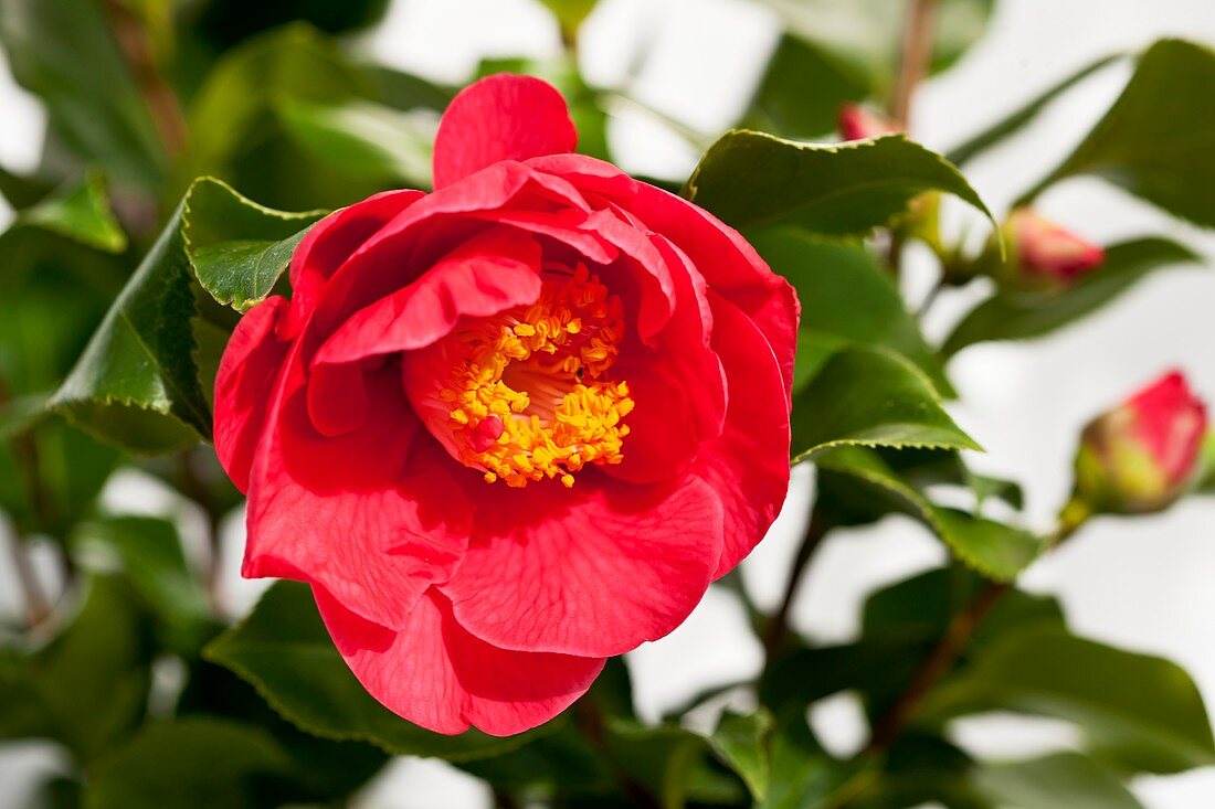 Camellia japonica 'Dr King' flower