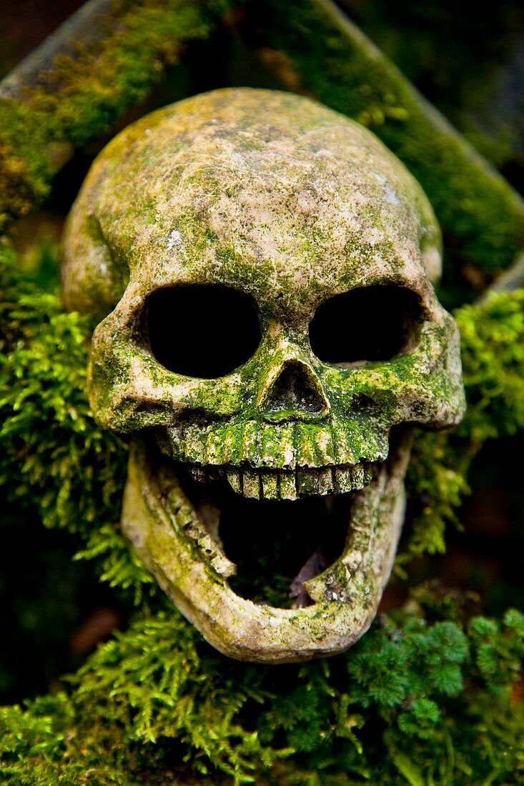 Skull on moss-covered trellis