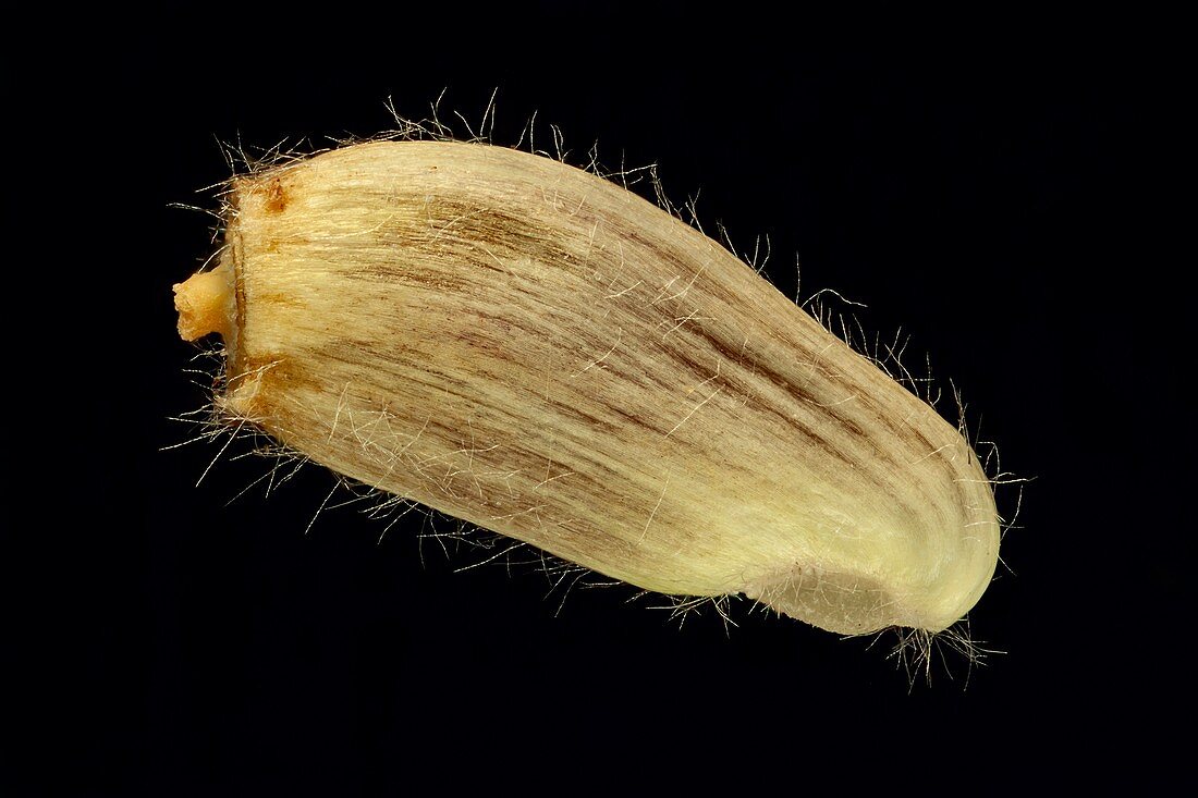Centaurea jacea seeds, macro shot