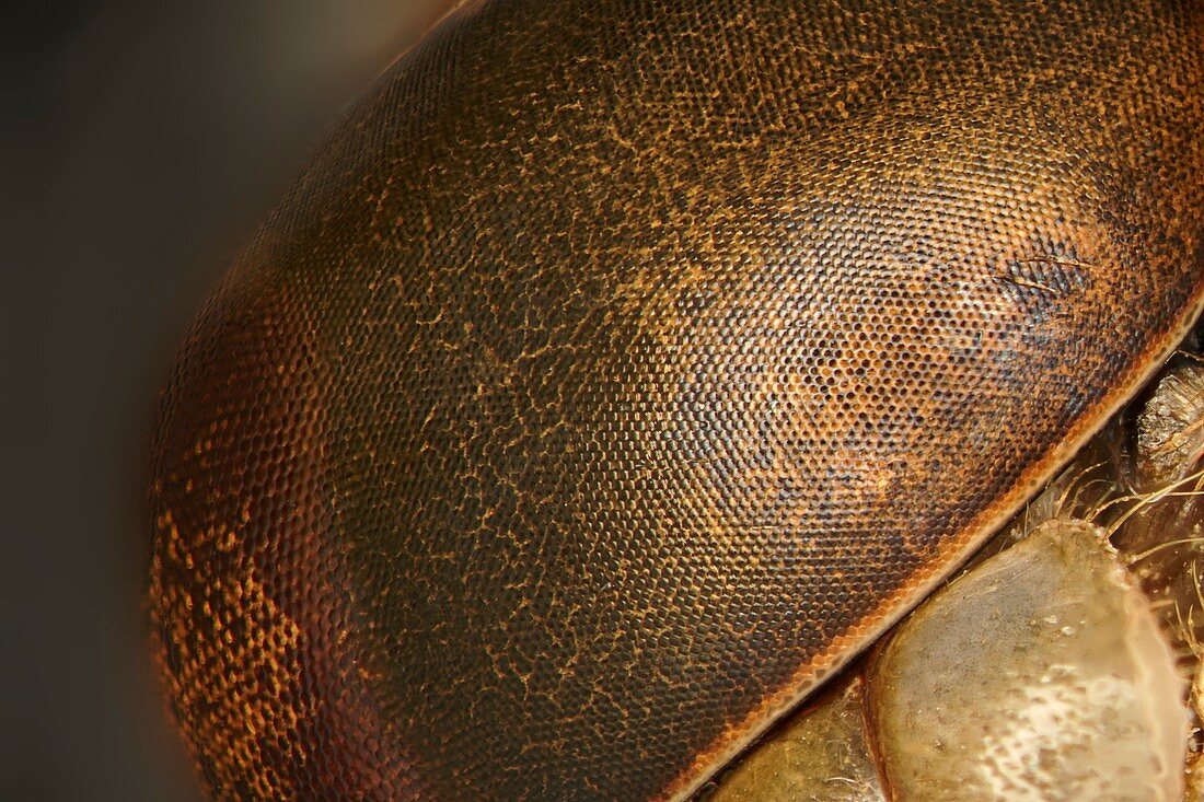 Macrophotograph of dragonfly's head in profile