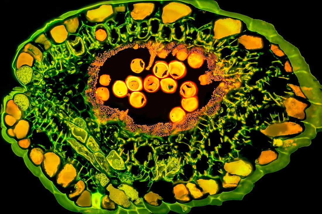 Hazelnut flower, fluorescent light micrograph