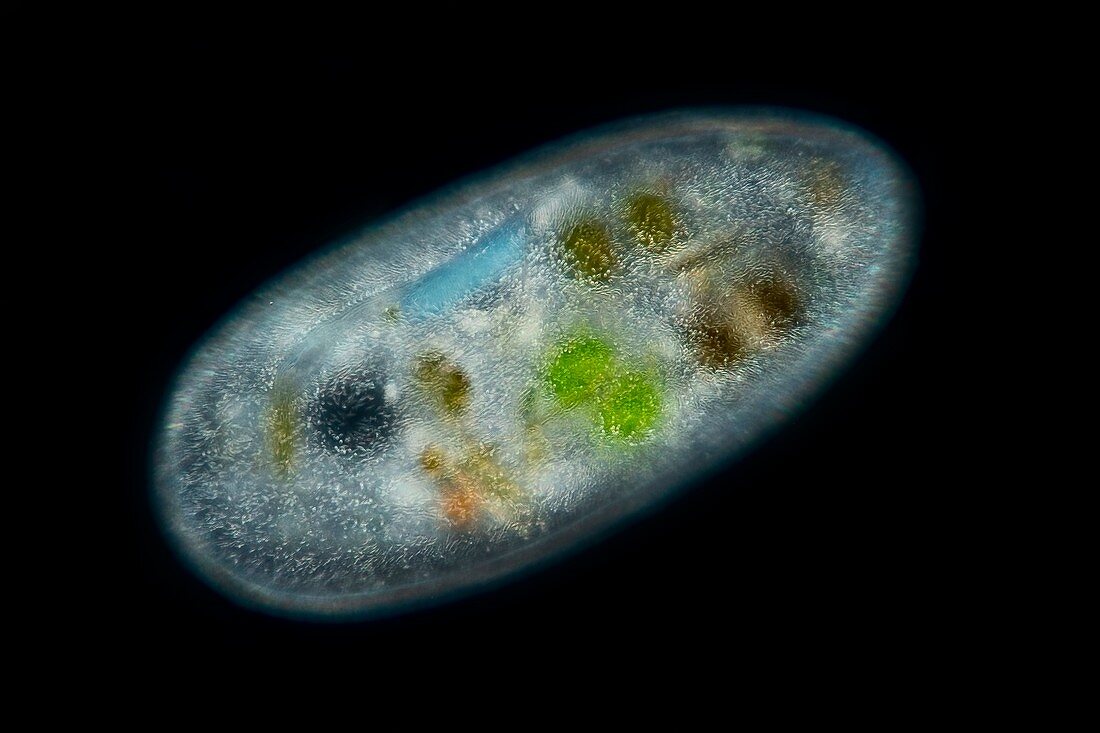 Frontonia sp. protist , light micrograph