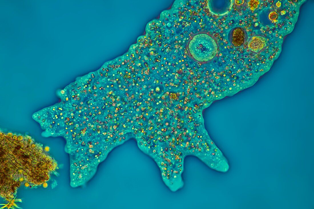 Amoeba proteus, light micrograph