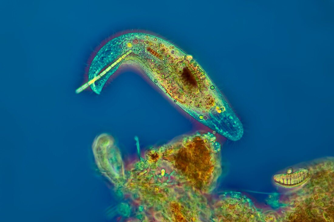 Loxodes sp. protozoan, light micrograph