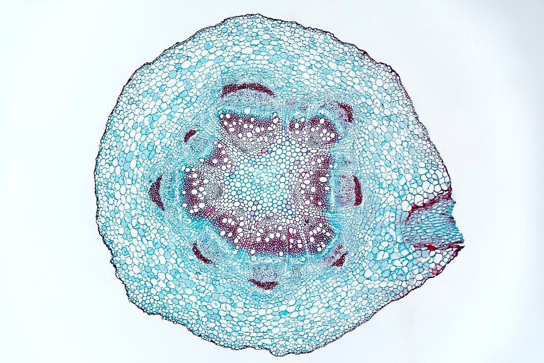 Dandelion flower root, light micrograph