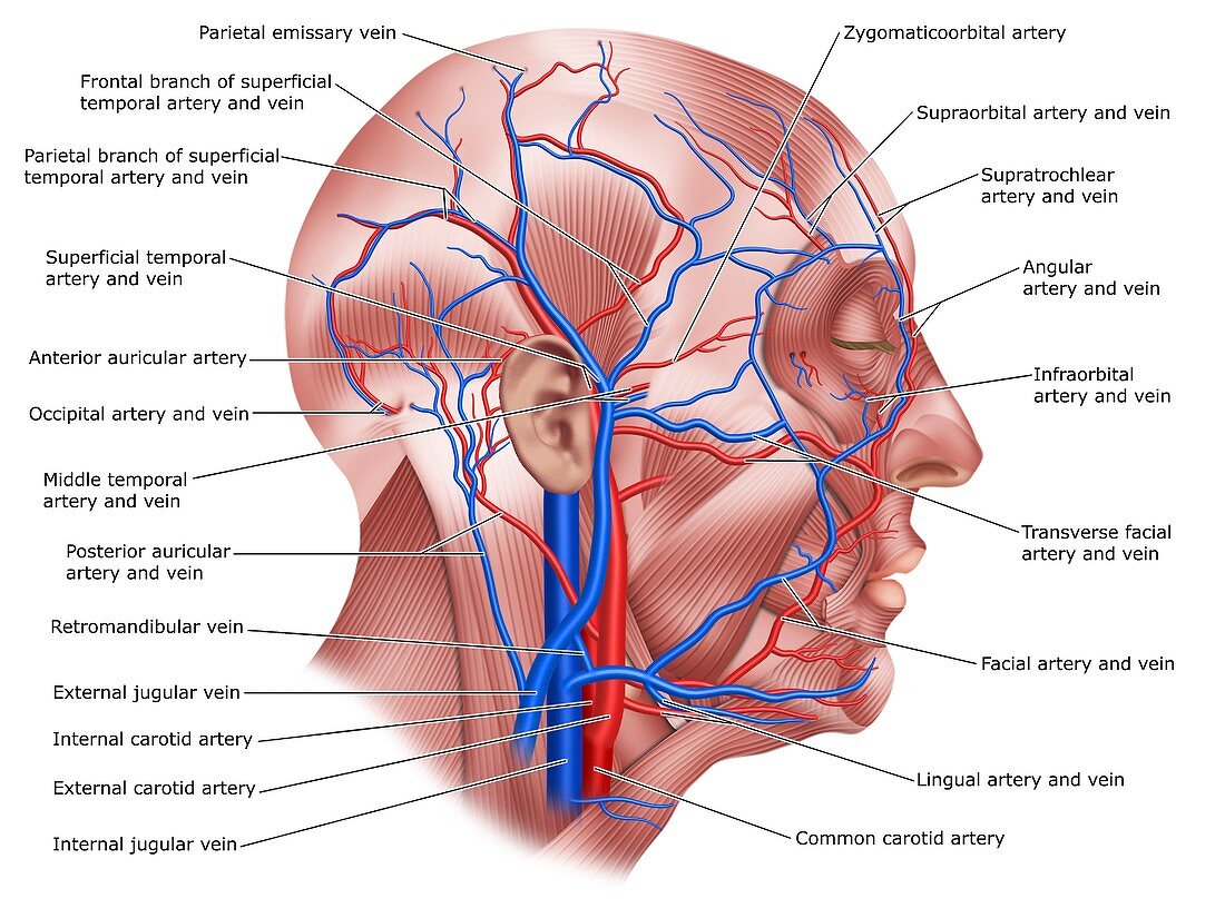 Head blood vessels, illustration