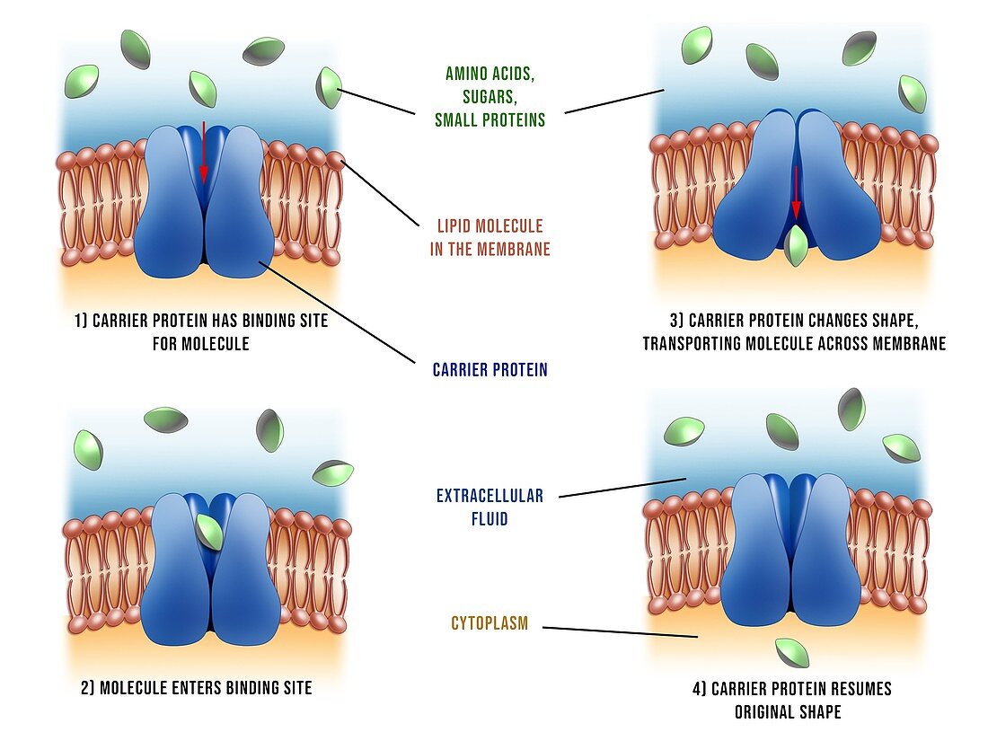 Carrier proteins in cells, illustration