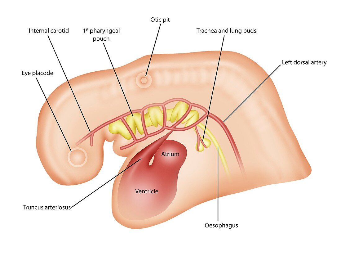 Embryo anatomy, illustration