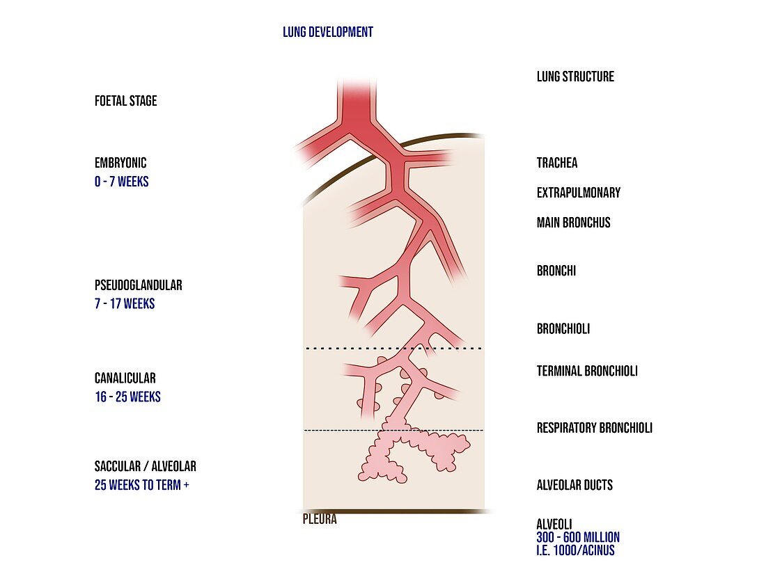 Stages of lung development, illustration