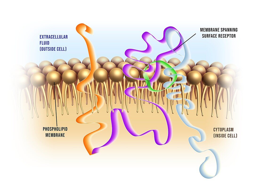 Cell membrane receptor proteins, illustration