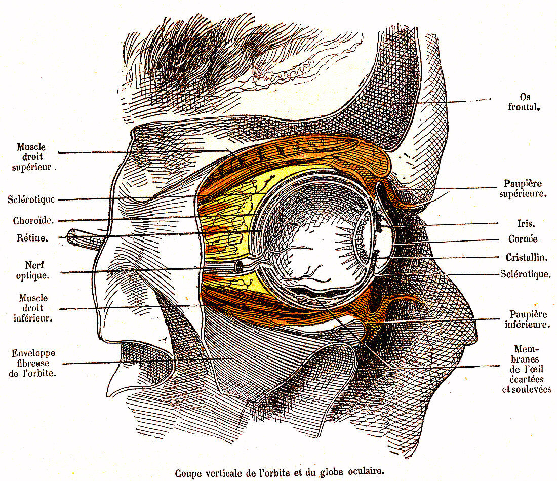 Eye anatomy, 19th century