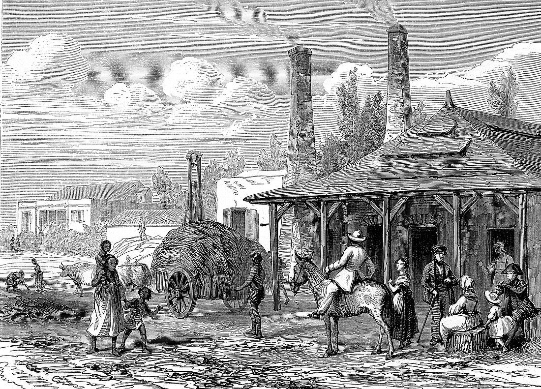 Sugar industry, 19th century