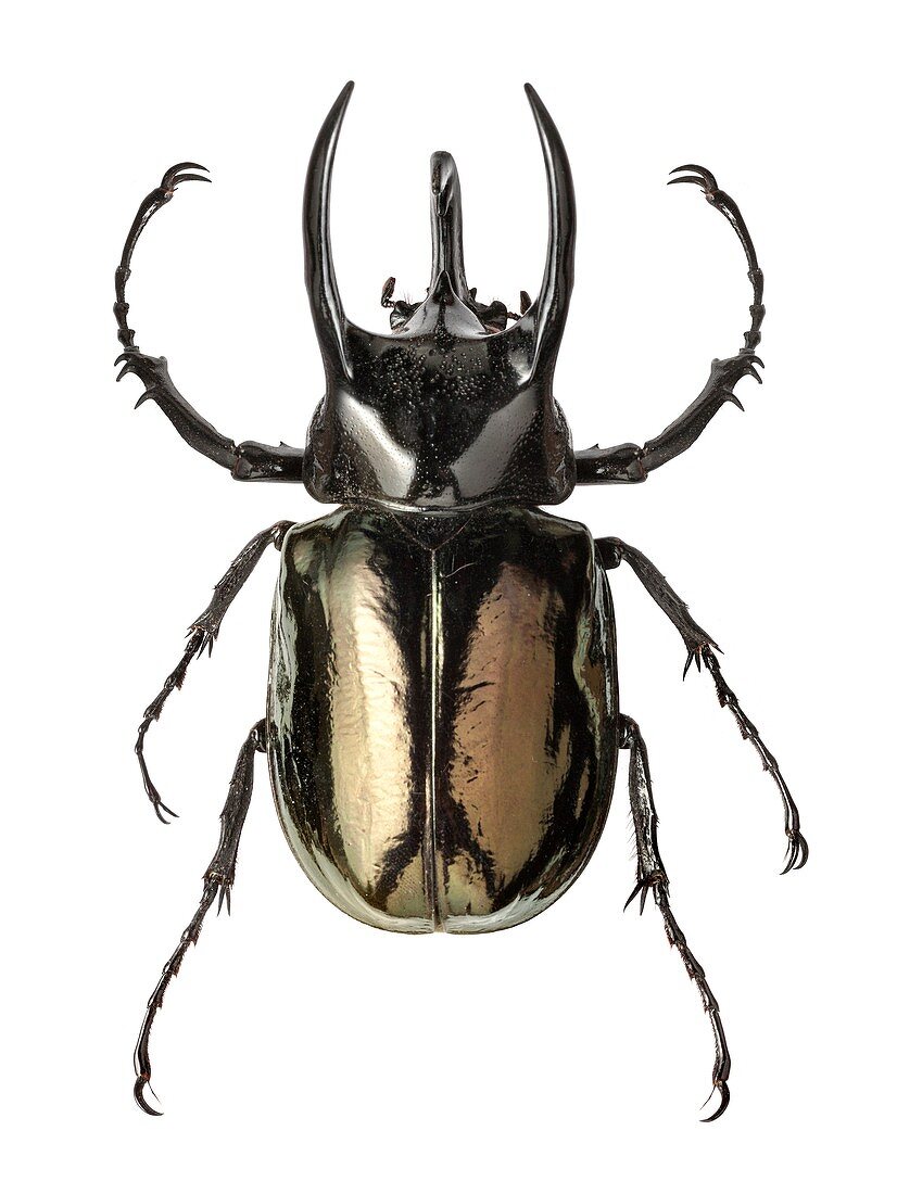 Giant atlas beetle