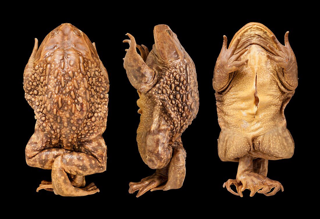 Helmeted water toad