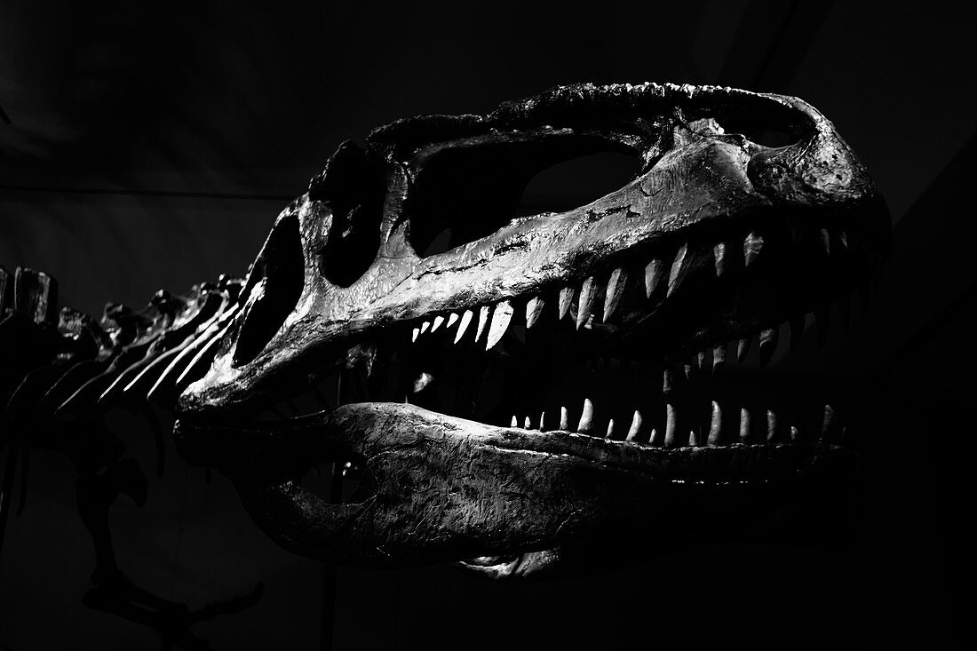 Tyrannosaurus Rex skull