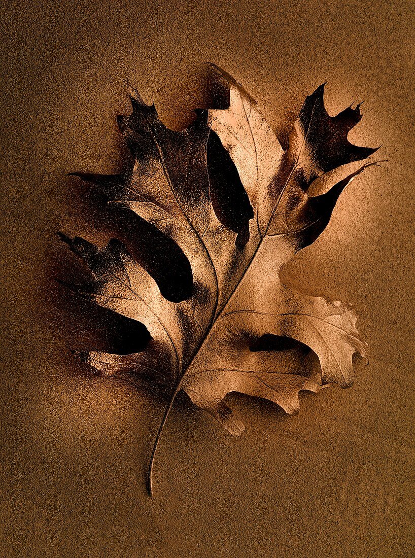 Dried oak leaf