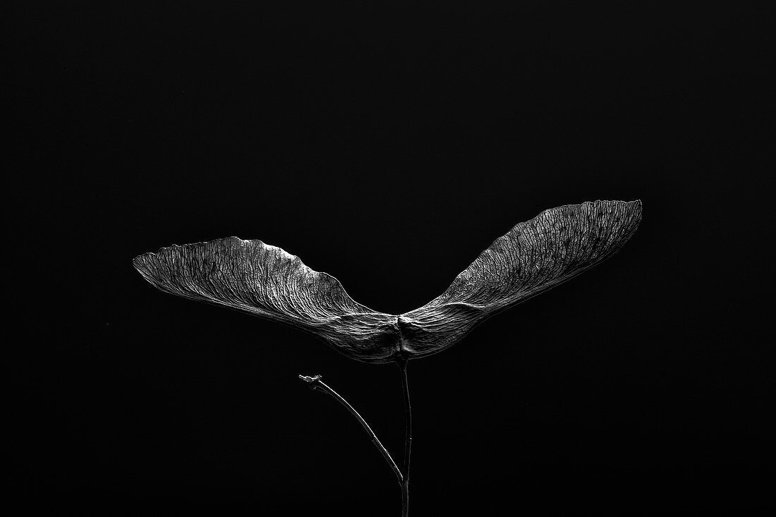 Detailed black and white close up of spinning sycamore leaf,