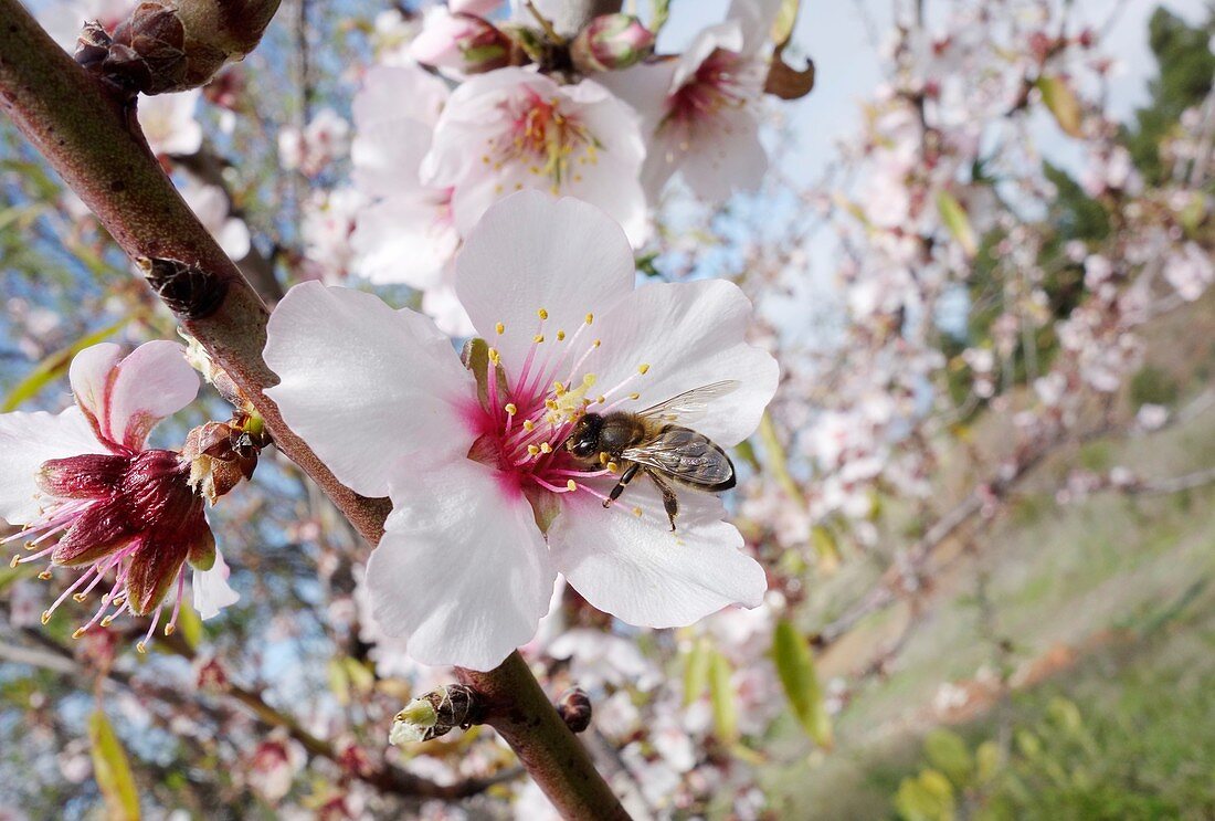 Honey bee pollinating almond blossom