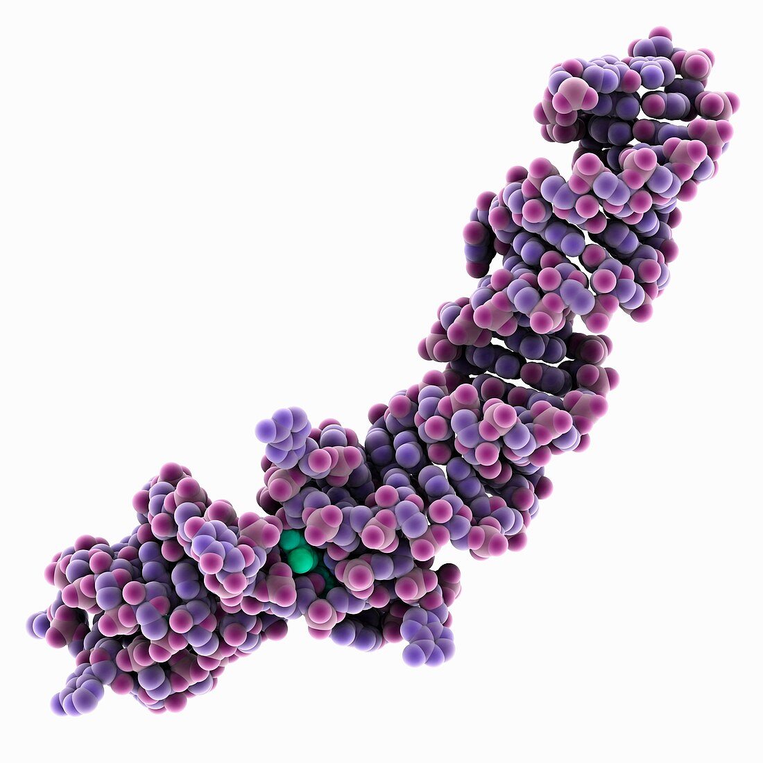 RNA aptamer complexed with fluorophore, illustration