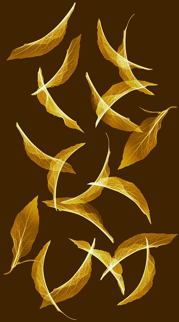 Foxglove (Digitalis sp.) leaves, X-ray