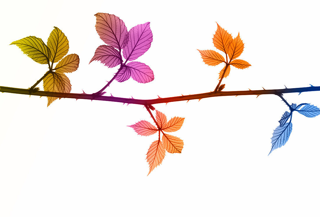 Bramble (Rubus sp.) branch, X-ray