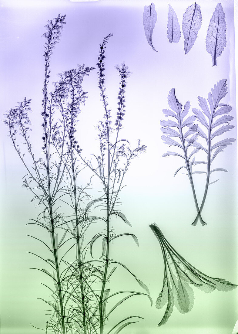 Toadflax (Linaria vulgaris) plant, X-ray