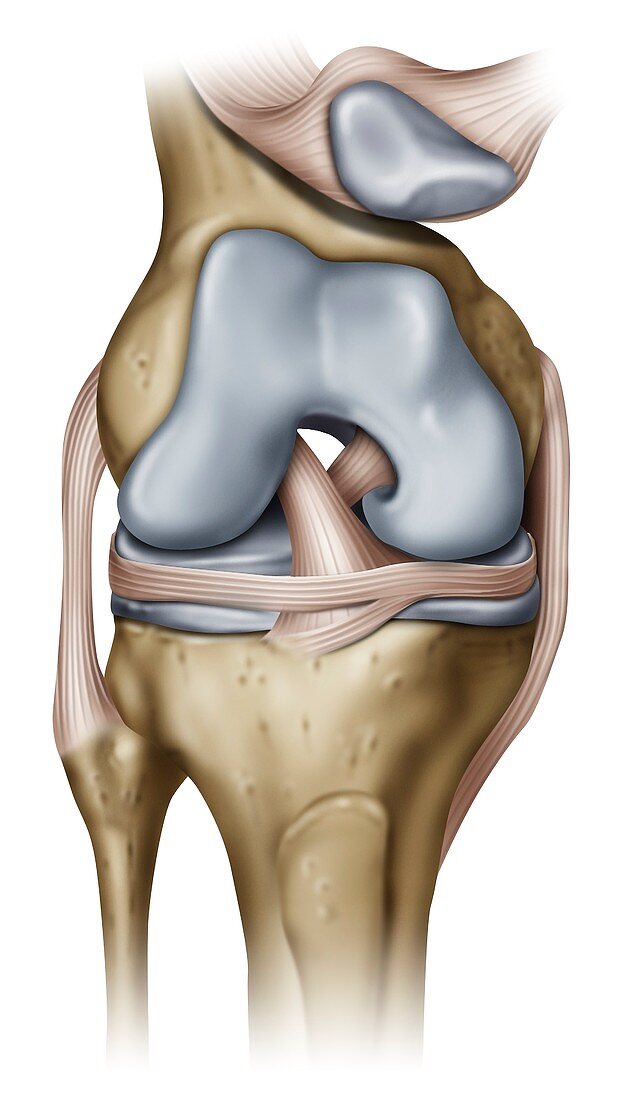 Knee bones and ligaments, illustration