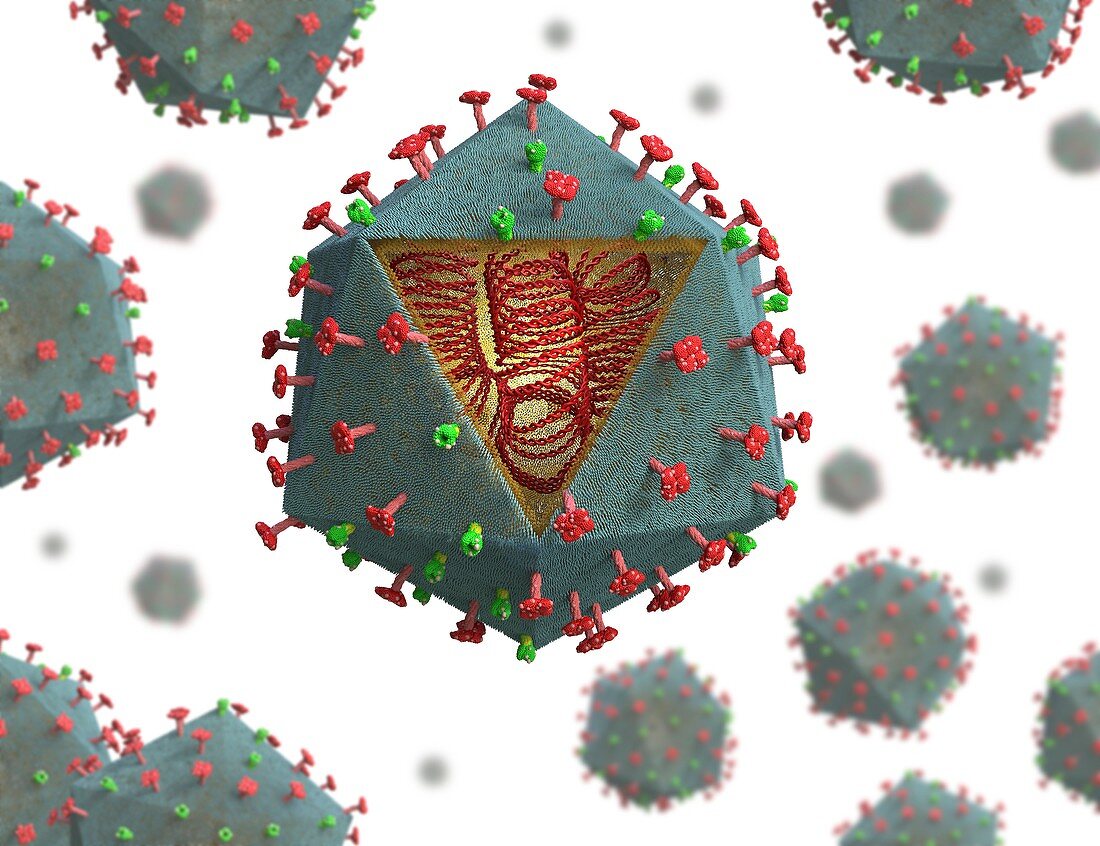African swine fever virus particles, illustration