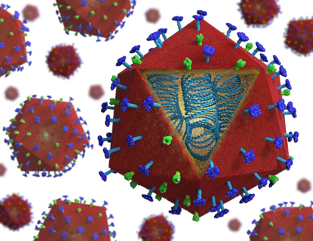 African swine fever virus particles, illustration