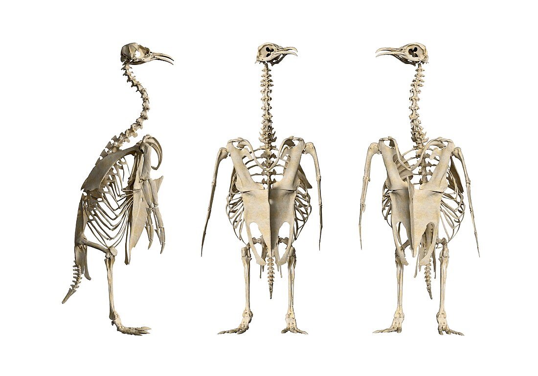 Emperor penguin skeleton, illustration
