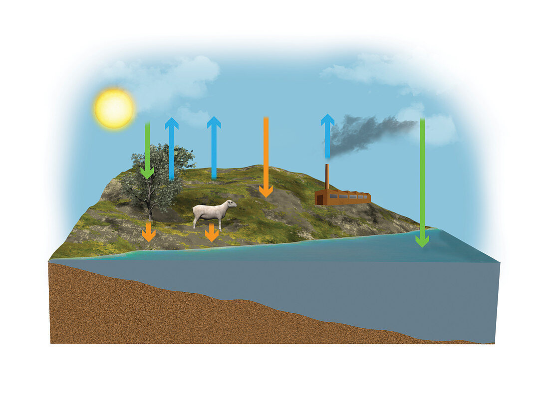Carbon cycle, illustration