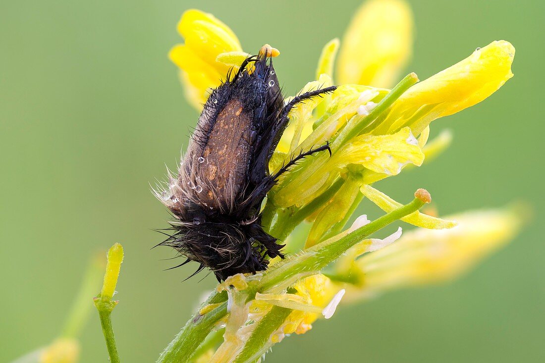 Bumble bee scarab beetle