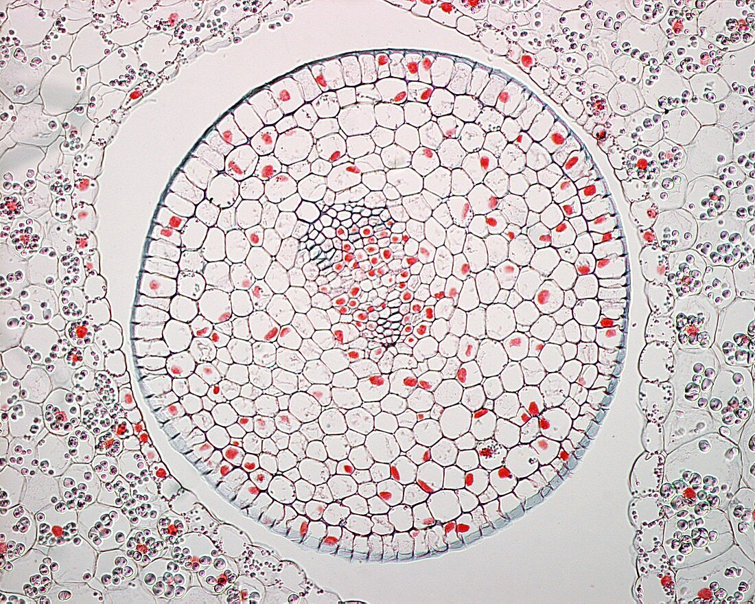 Section through flower anther, light micrograph