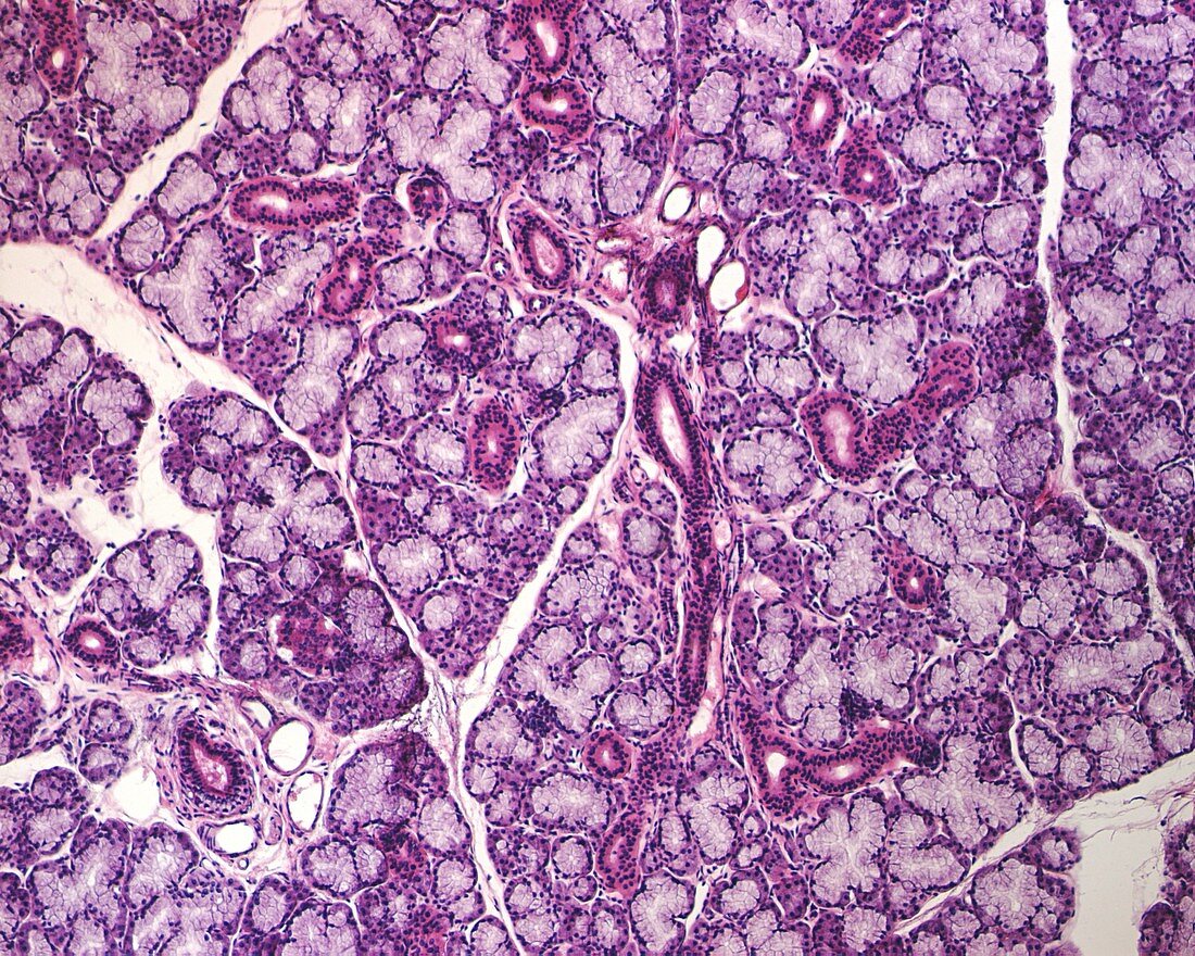 Submandibular salivary gland tissue, light micrograph
