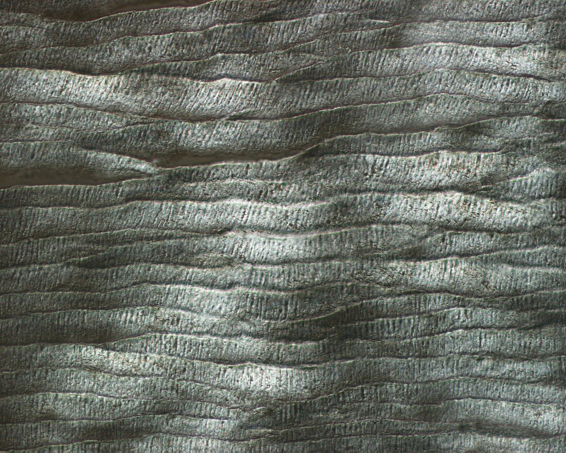 Ivory, light micrograph