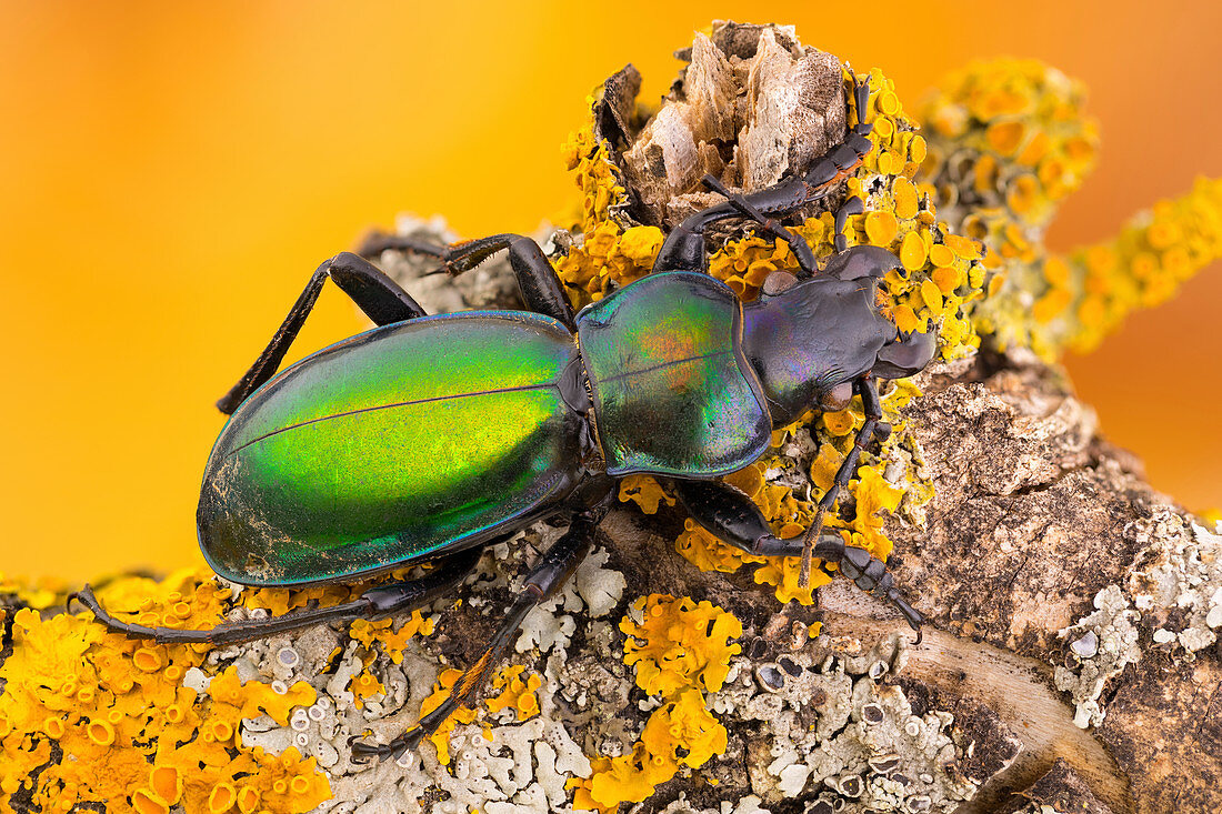Green carabid beetle