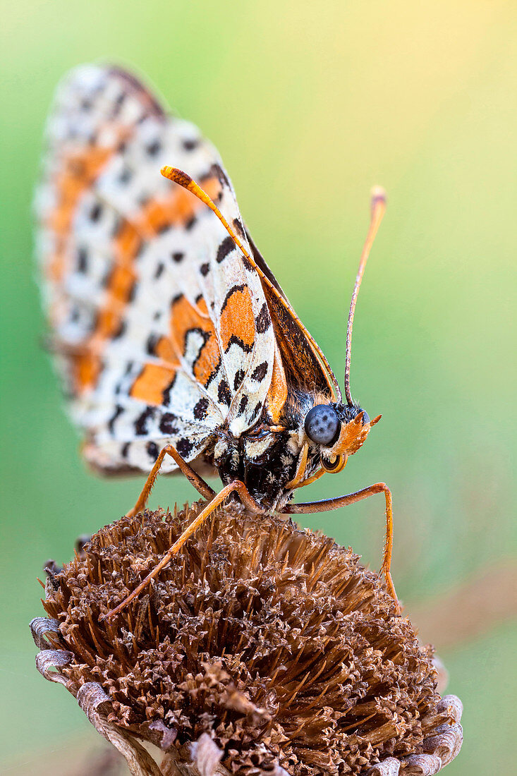 Melitaea butterfly