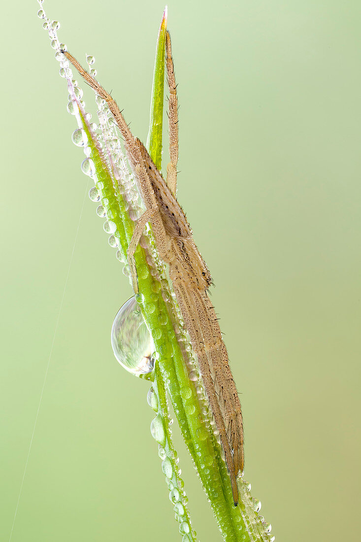 Nursery web spider