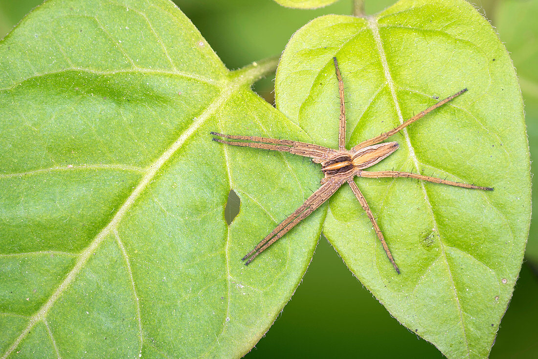 Nursery web spider